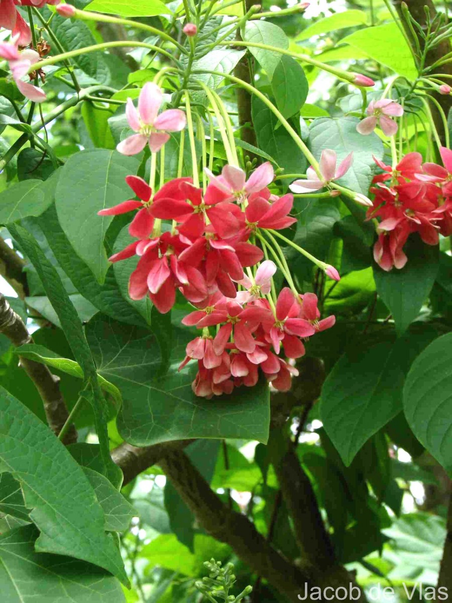 Combretum indicum (L.) DeFilipps